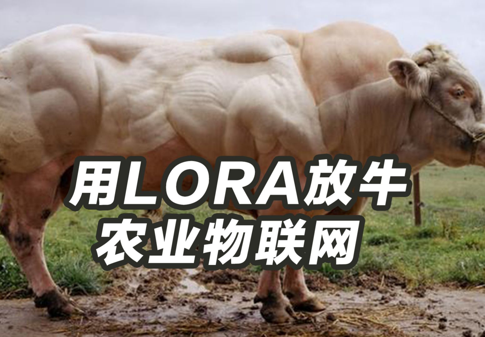 参考设计图片